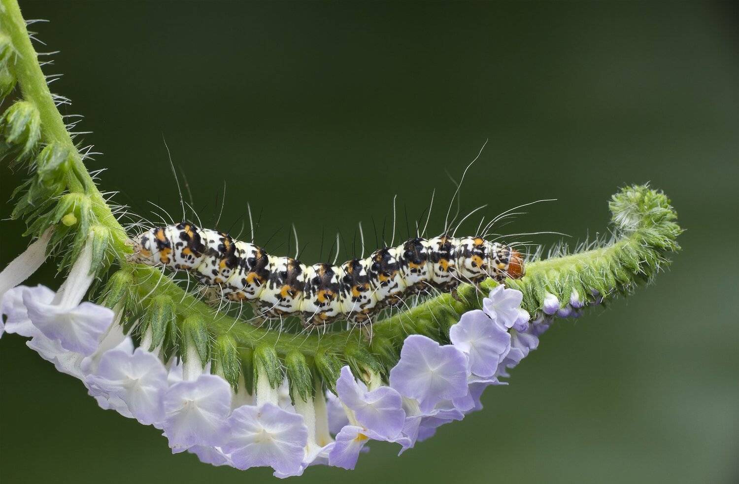 #macro#caterpillar#colors#flowers, Choo How Lim