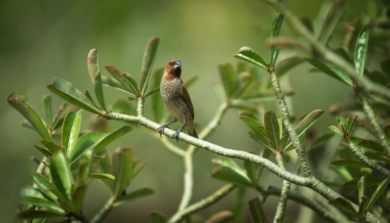 На страже фото превью