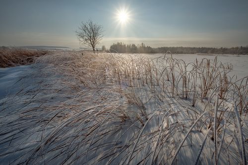 Замерзшее болото
