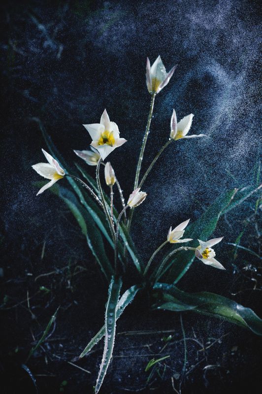 Немного космической пыли в соседском полисаднике фото превью