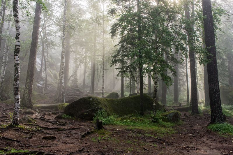 Утро в заповеднике фото превью