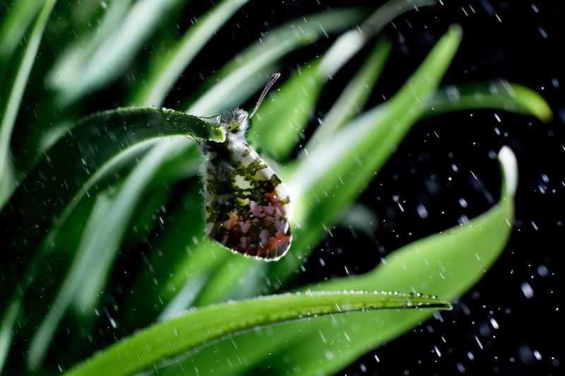 Бабочка, уснула сегодня у нас во дворе. фото превью