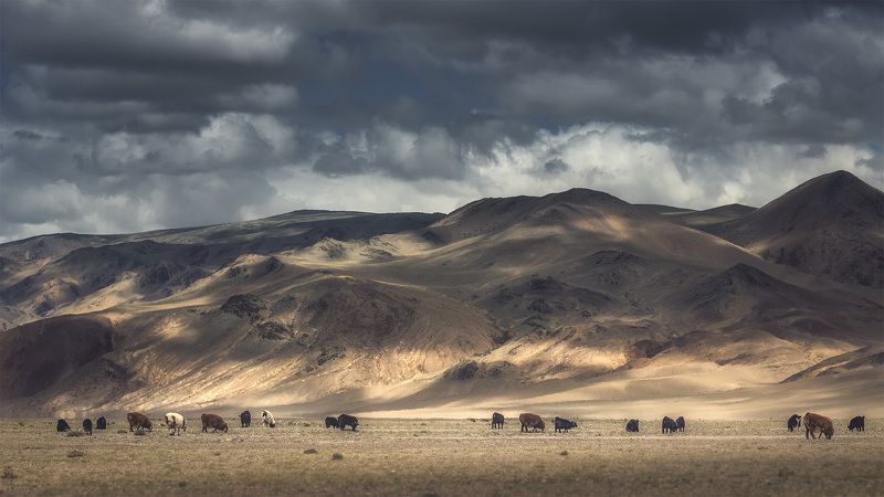 Небесные пастбища Монголии фото превью