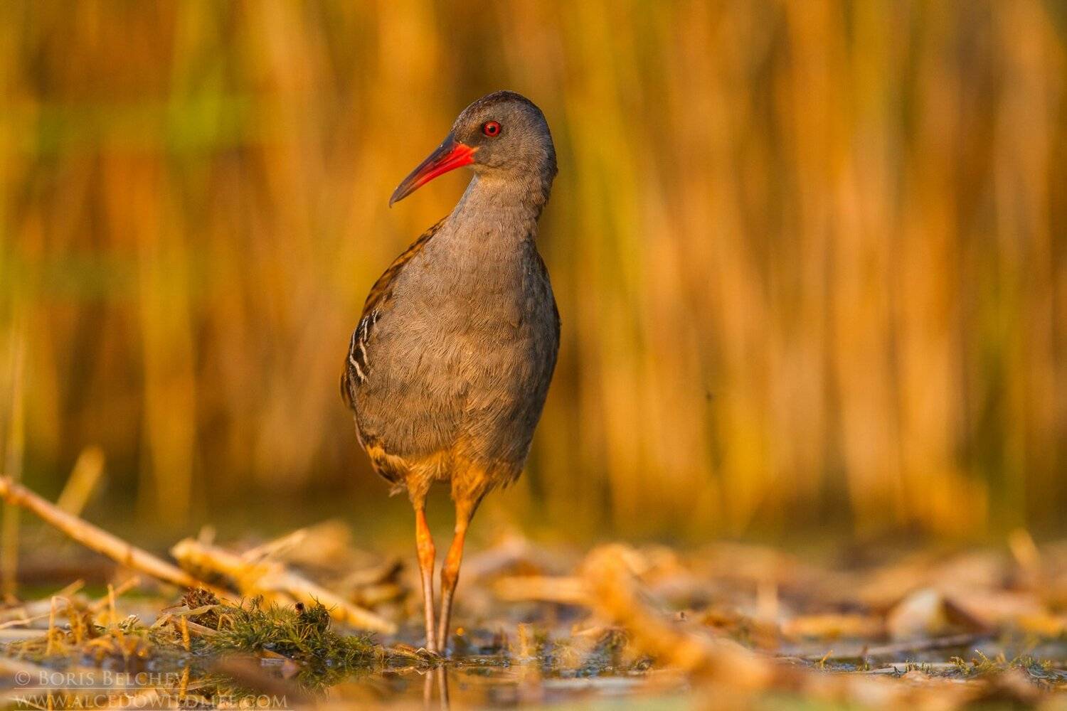 floating hide, Борис Белчев
