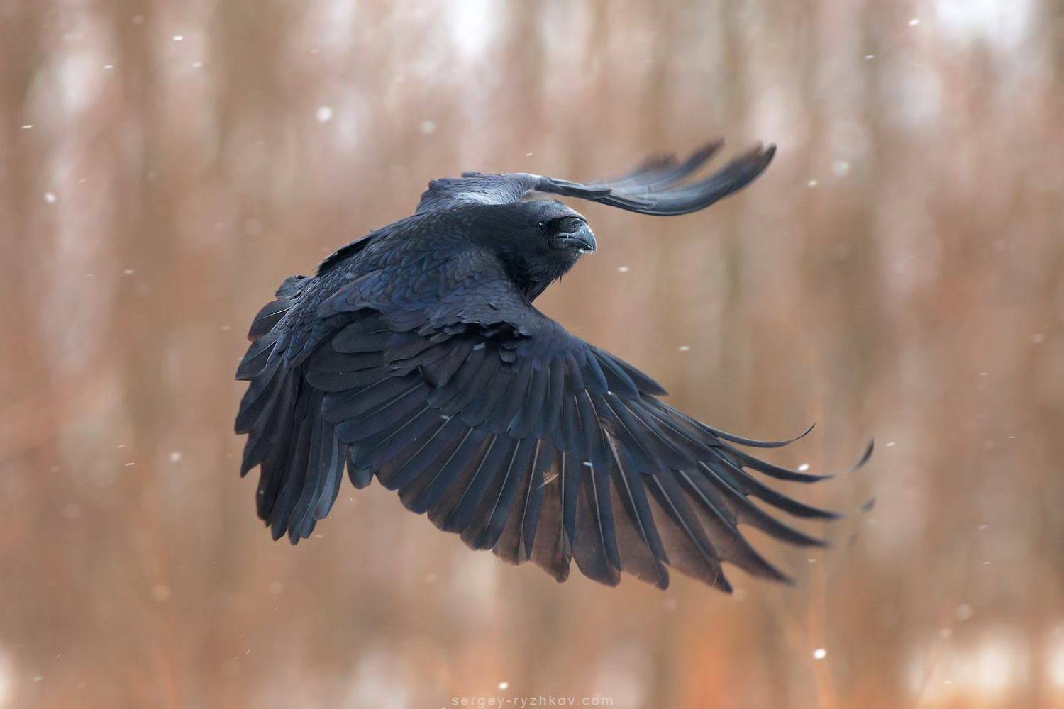 raven, corvus corax, nature, bird, wildlife, ворон, птицы, животные, природа,, Сергей Рыжков