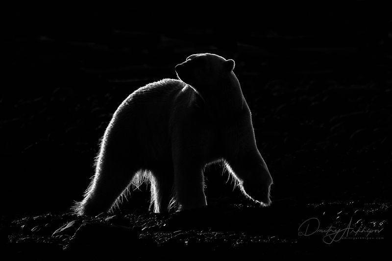 Белая  медведица в контровом свете. фото превью