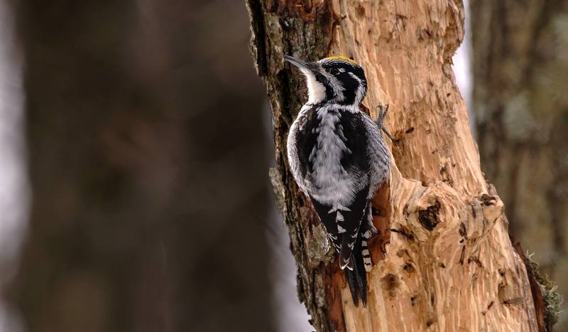 Трёхпалый дятел фото превью
