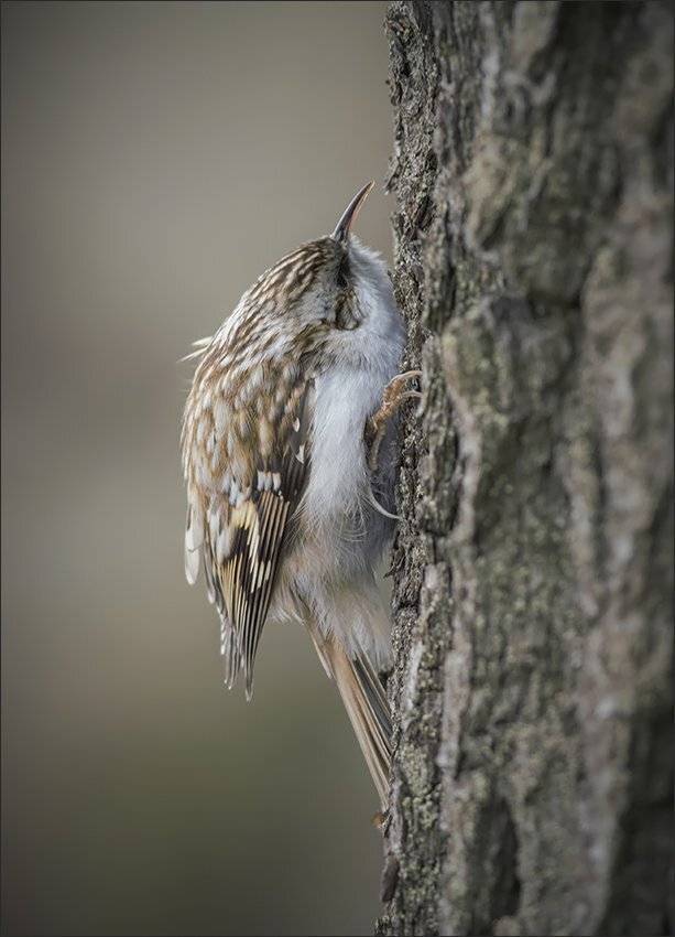 пищуха, Андрей Медведев