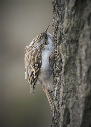 Притаилась...