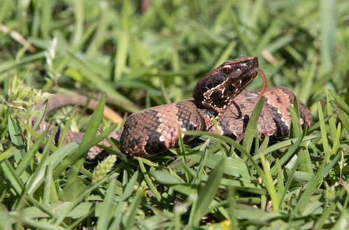 Cottonmouth - Водяной щитомордник