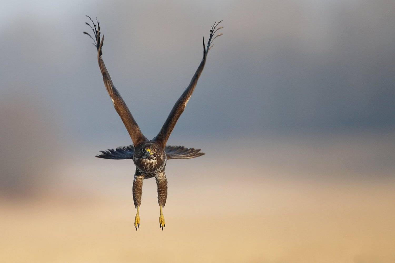 buzzard, hawk, wildlife, bird,, Adam Fichna