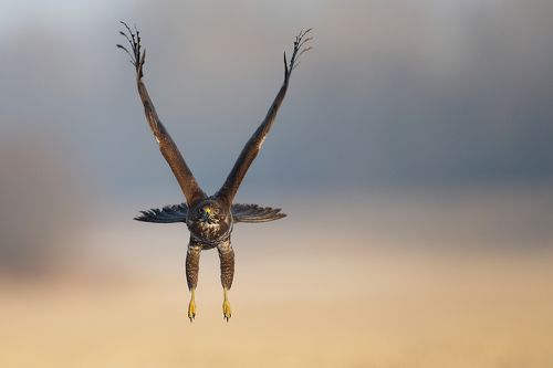 common buzzard
