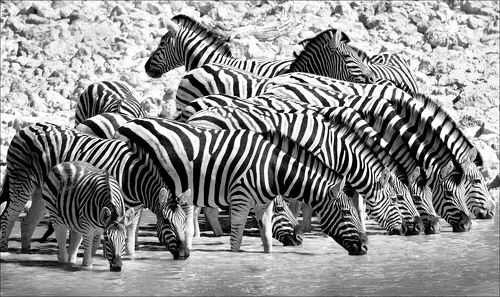 Полосатая компания