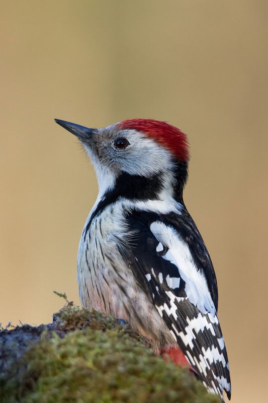Średniak. фото превью