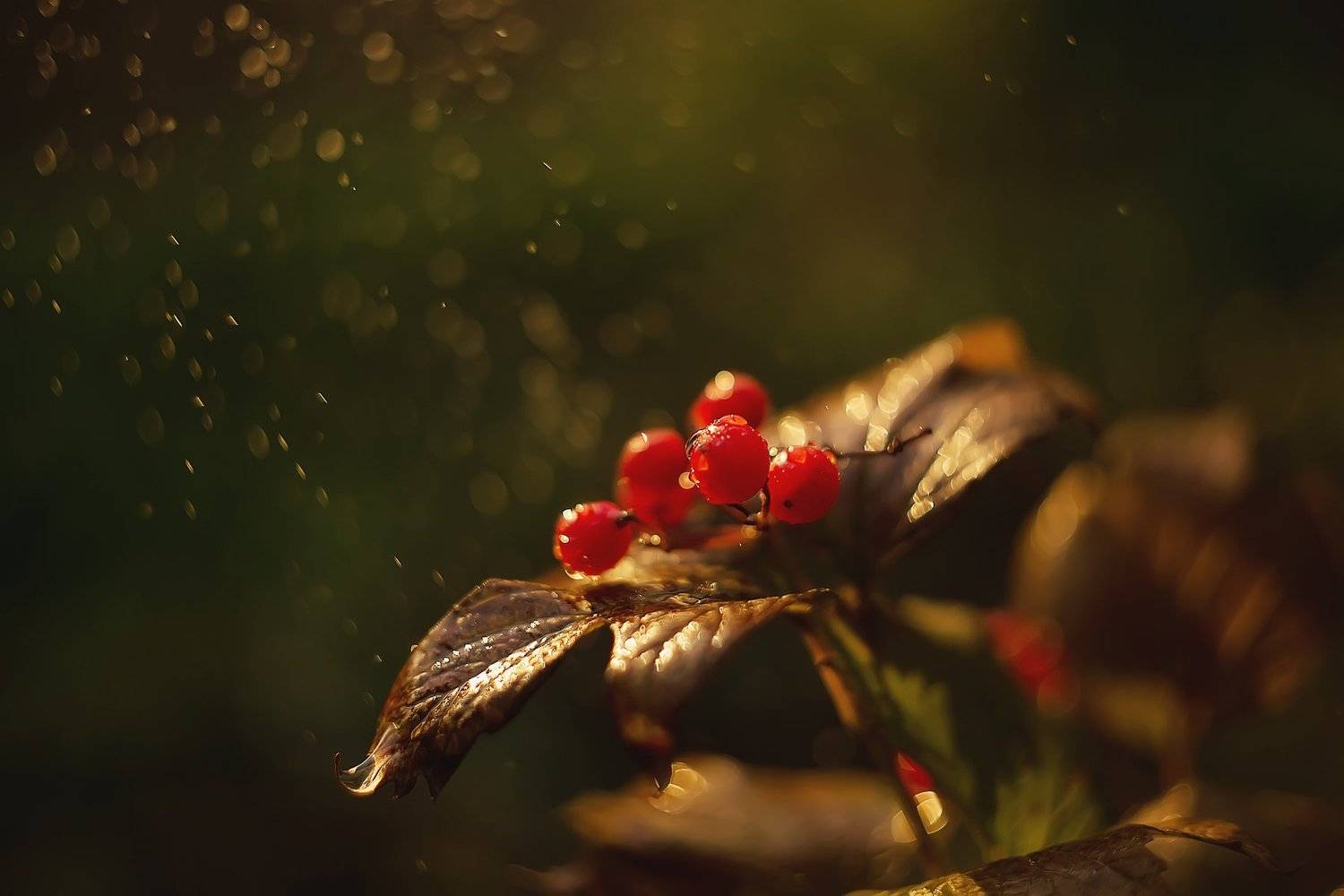 , Анастасия Колесникова