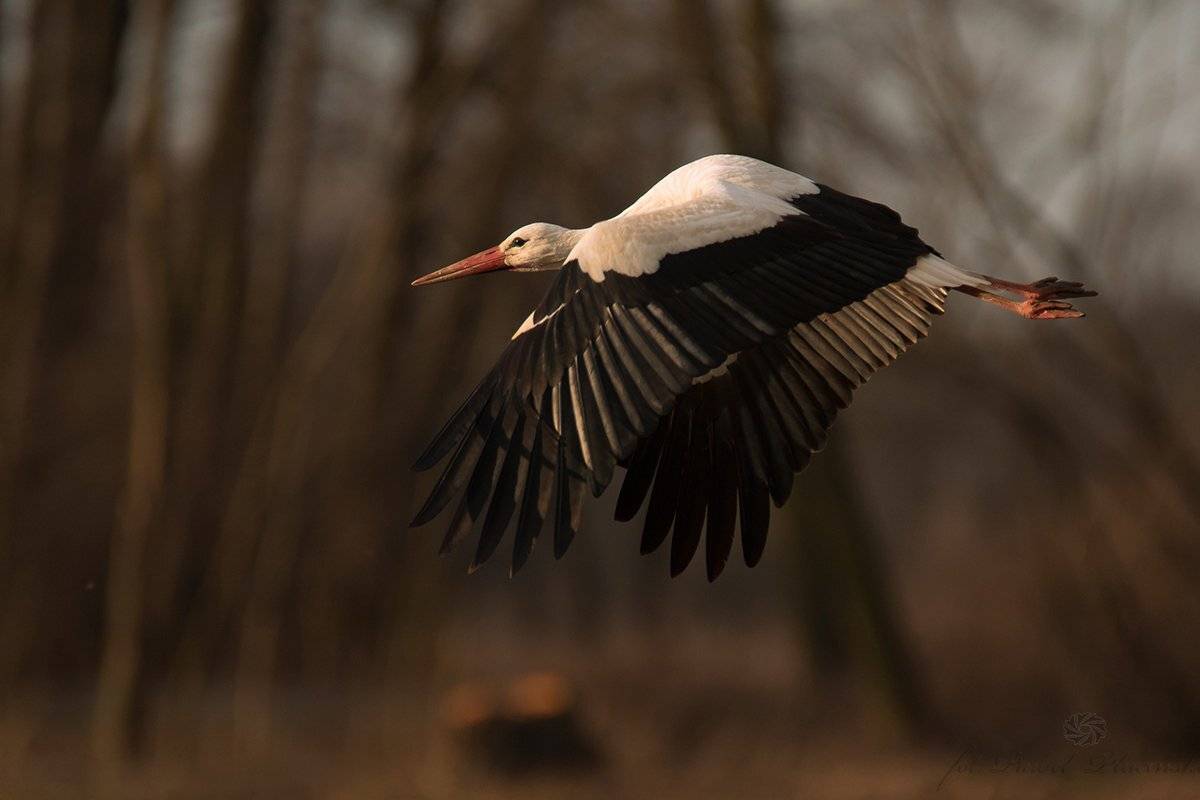 , Pawel Plucinski