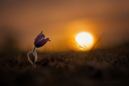 pulsatilla grandis