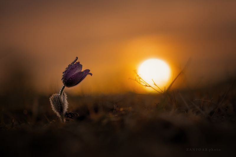 pulsatilla grandis,бархатный цветок,закат, пейзаж, природа, цветок, zanfoar, макро, чешская республика,czech republic,чехия pulsatilla grandis фото превью