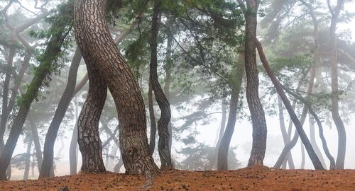 Forest geometry