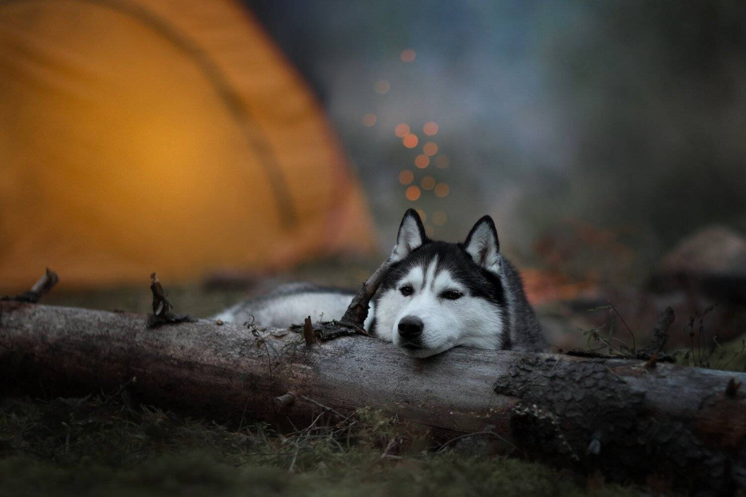 , Светлана Писарева