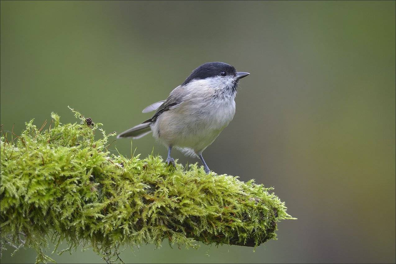 гаичка, Андрей Медведев
