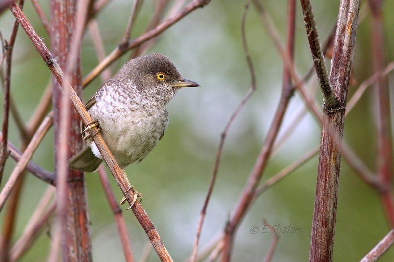 ястребиная славка,sylvia nisoria,birds,птица,птицы,фотоохота Глаз - алмаз ! фото превью