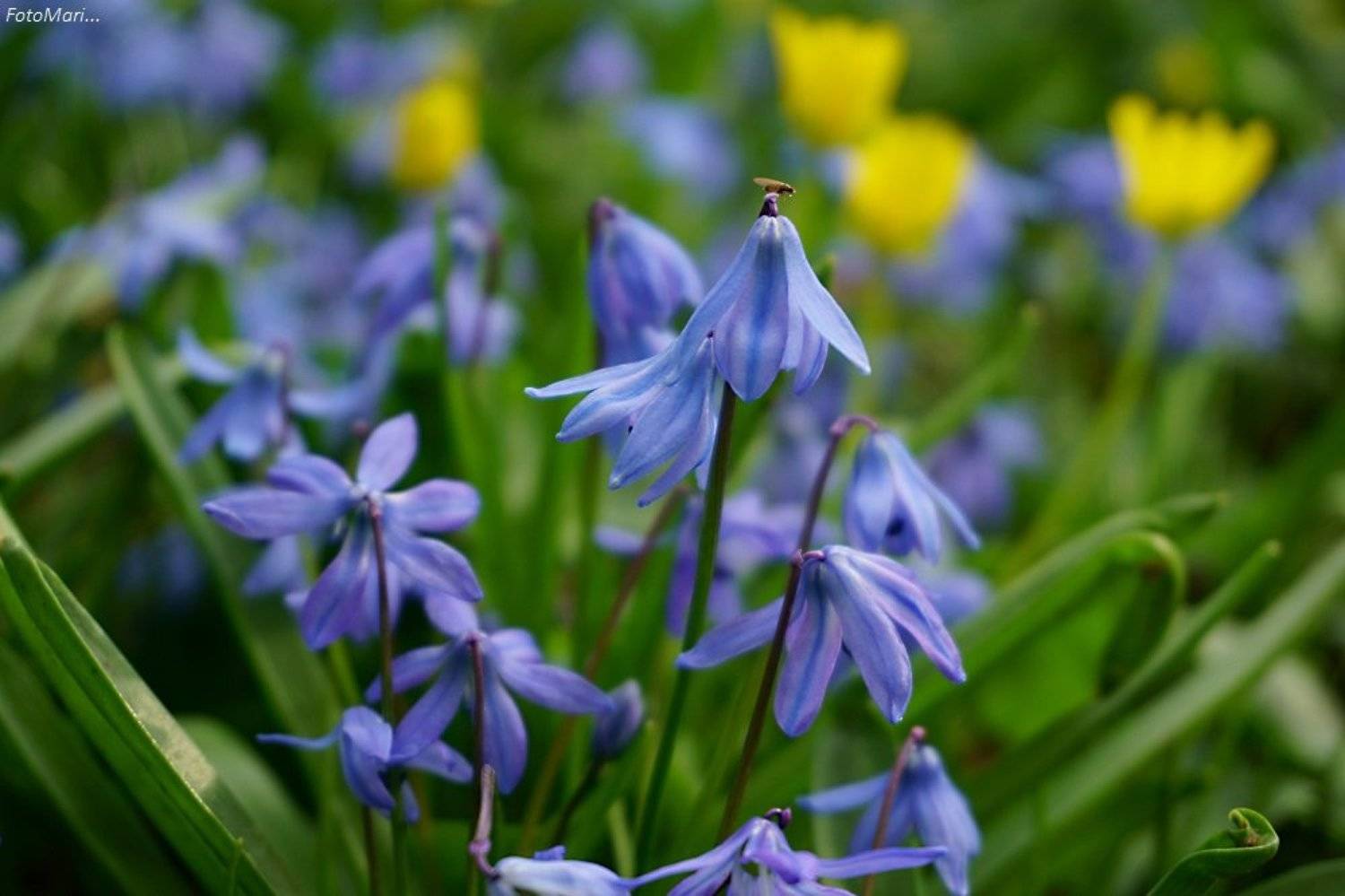 макро,весна,взгляд,первоцветы,, Марина Соколова