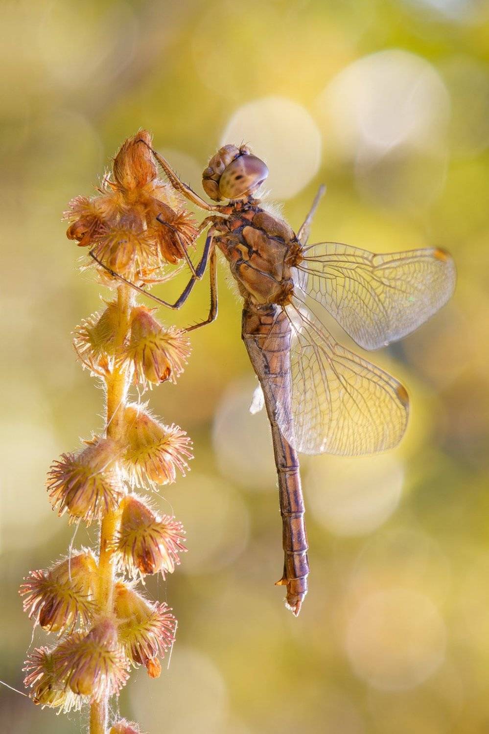 , Кузнецов Дмитрий