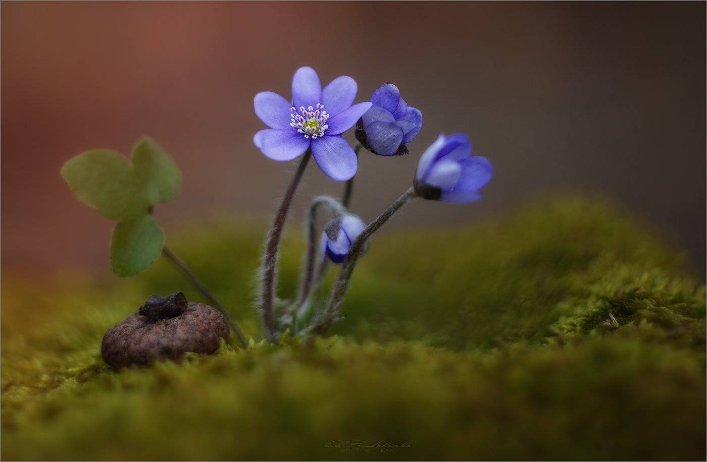 , Рудченко Анатолий