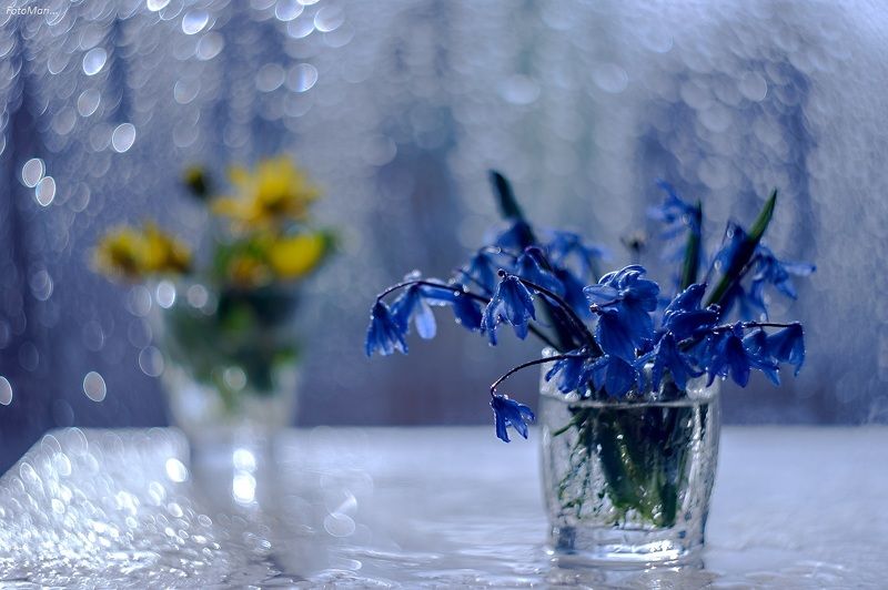 Первоцветы. фото превью