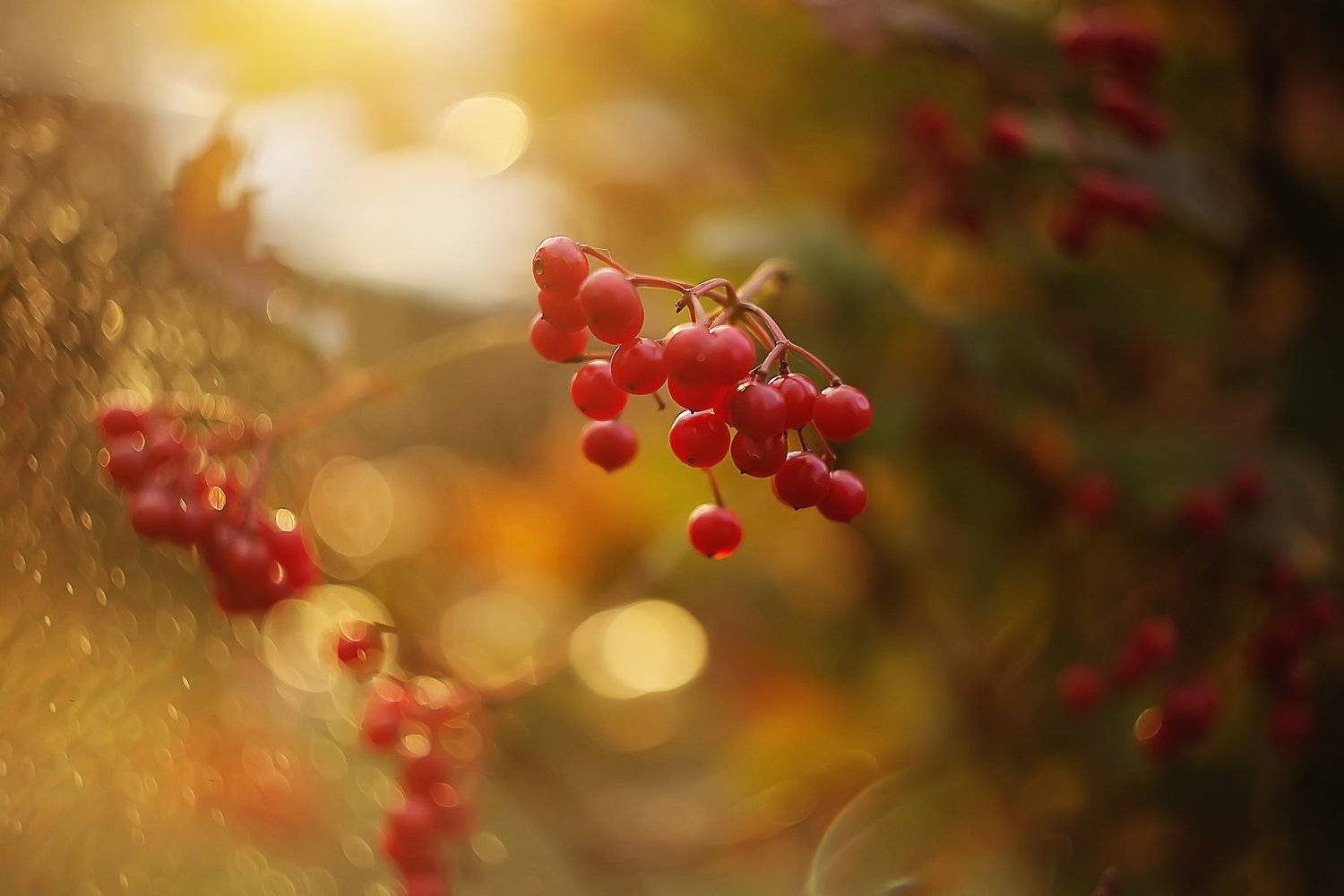 , Анастасия Колесникова