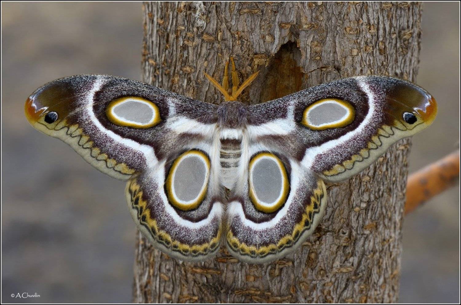 бабочка,павлиноглазка,глазастая, Александр Чувилин