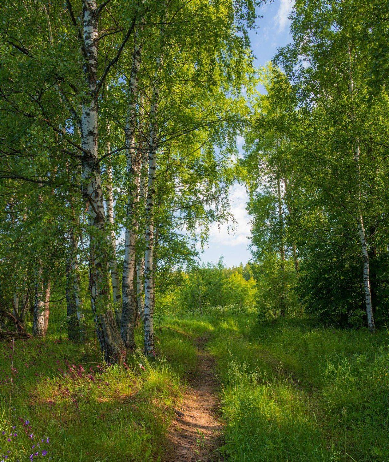 лес,лето,утро, Елена Рубинская