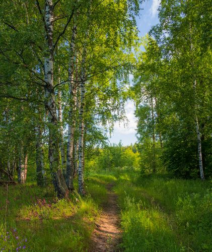 Летнее утро