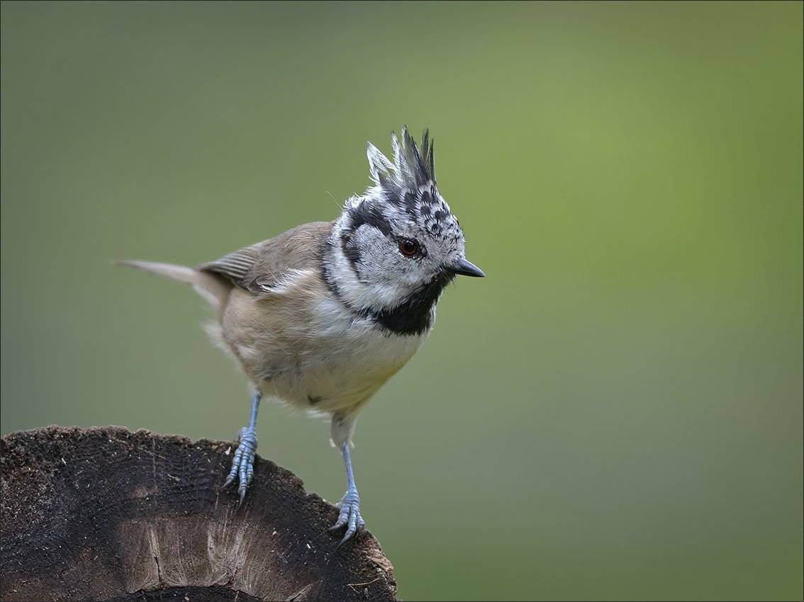 гренадёрка, Андрей Медведев