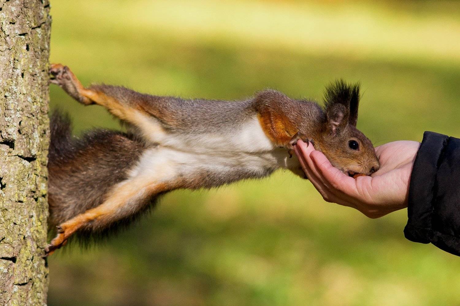 белка, животные, Татьяна Ефименко