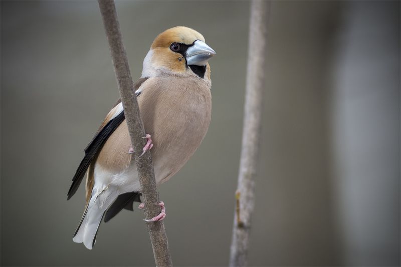 Дубонос. фото превью