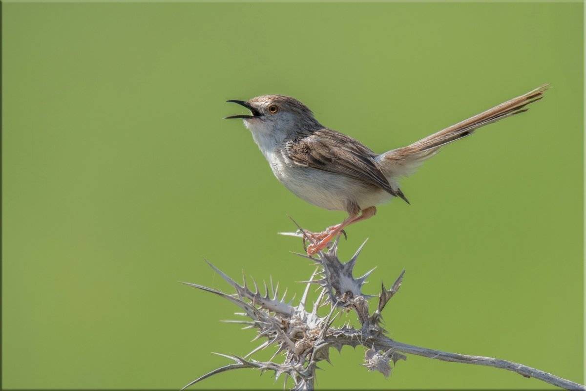 приния, апрель, фотоохота, Людмила Бекман