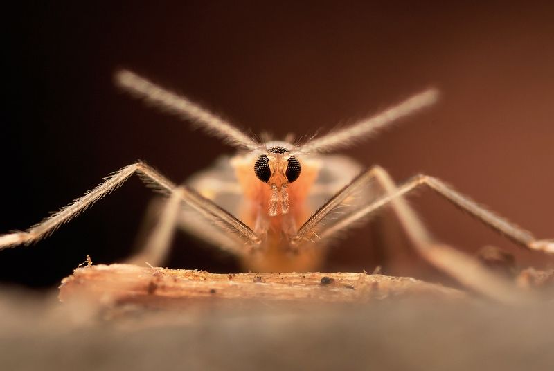 Галлицы фото превью