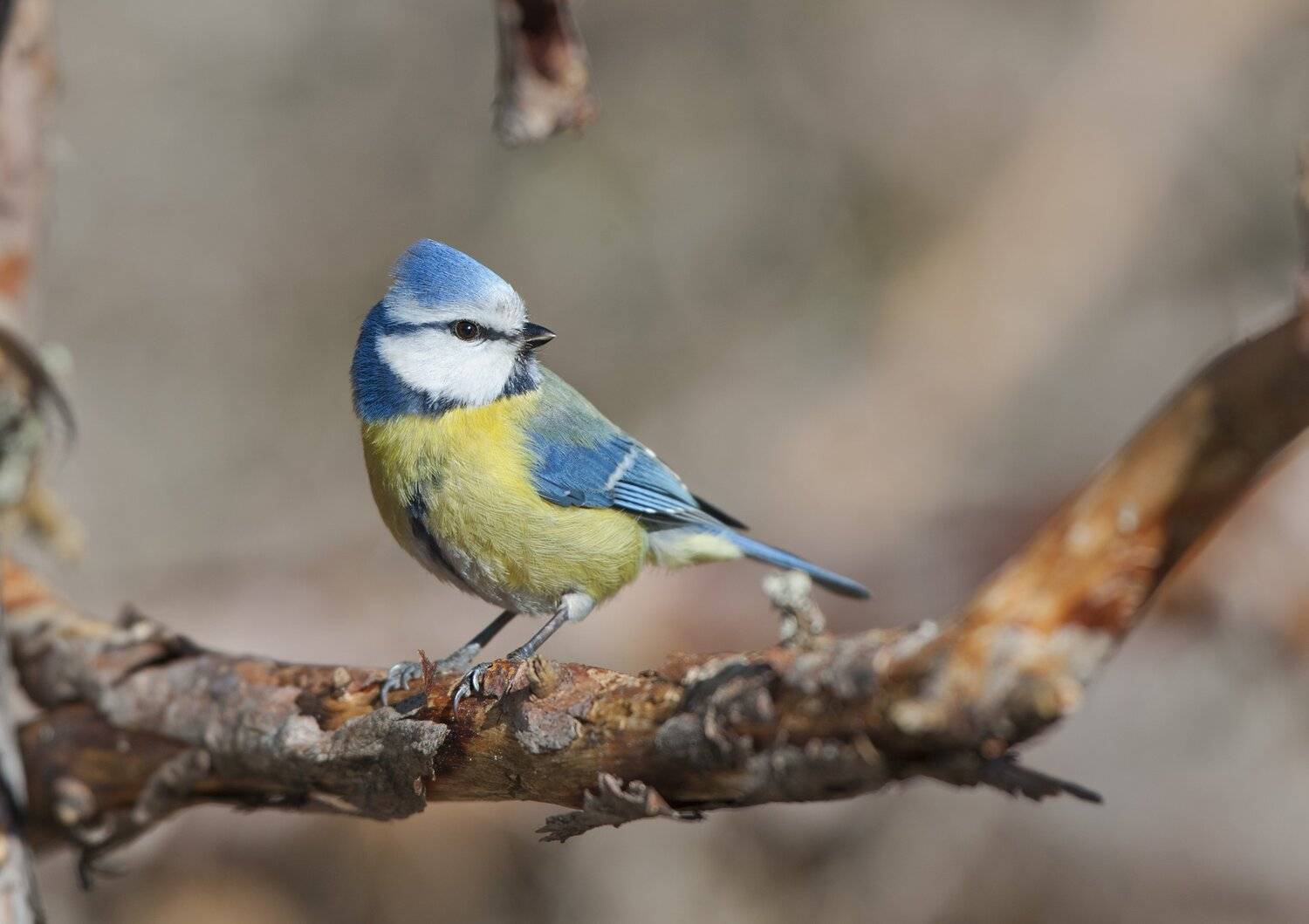 , Юрий Кулаков