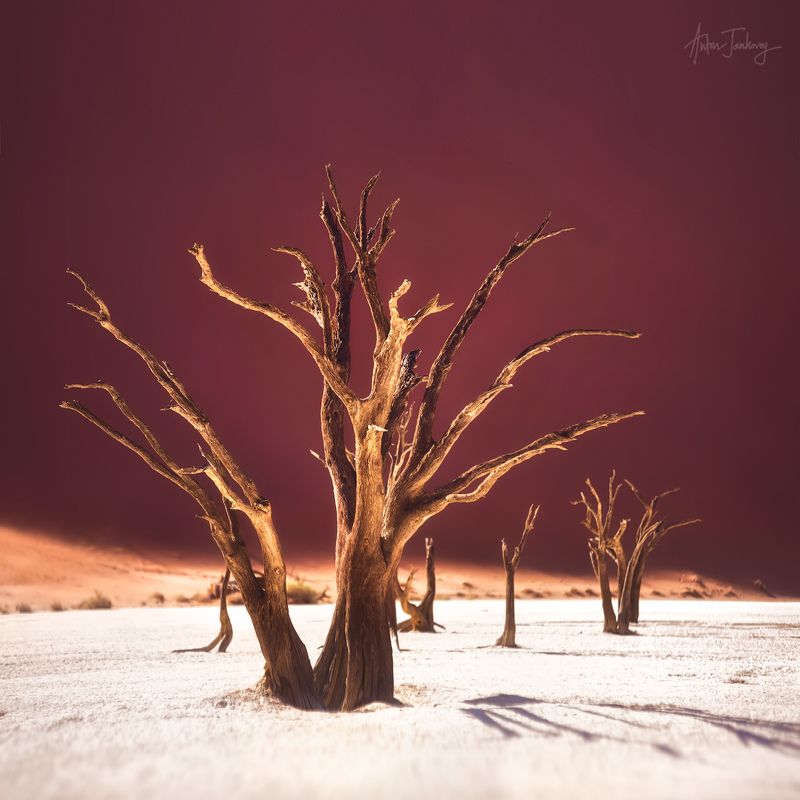 Tree, Sossusvlei, Deadvlei, Namibia, valley, Desert, Namib, sand, dune, dead  Дерево, мертвая долина, Намибия, Намиб, пустыня, дюны, песок, плато Deadvlei / Мертвая Долина фото превью