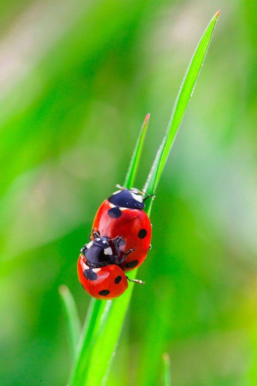 , Владимир Сковородников