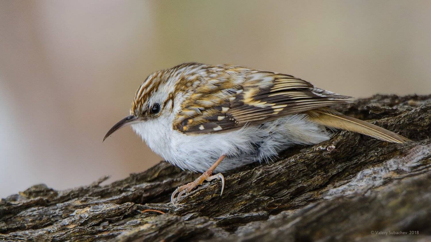 , Валерий Субачев