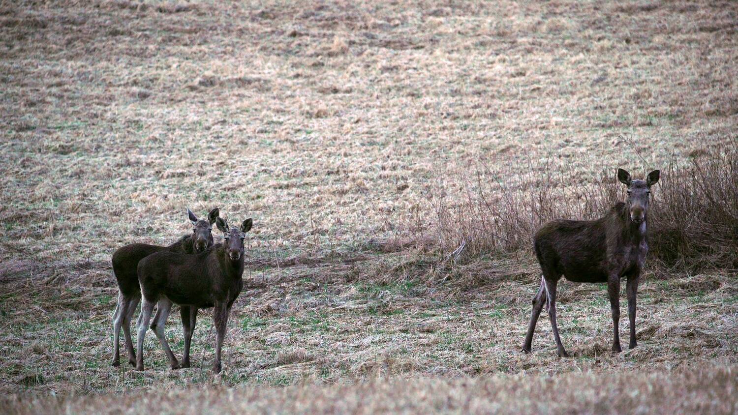, Илья Бышнёв