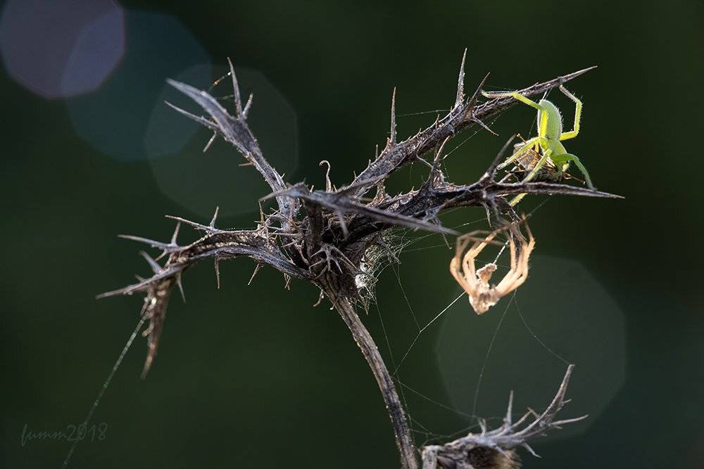 , Игорь ФУММ