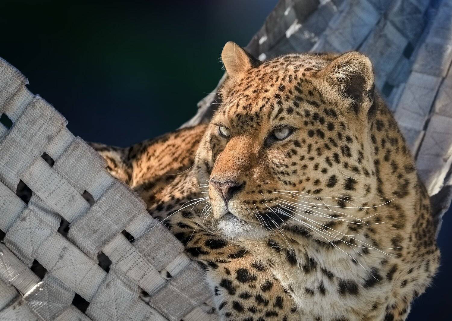 леопард, Олег Богданов