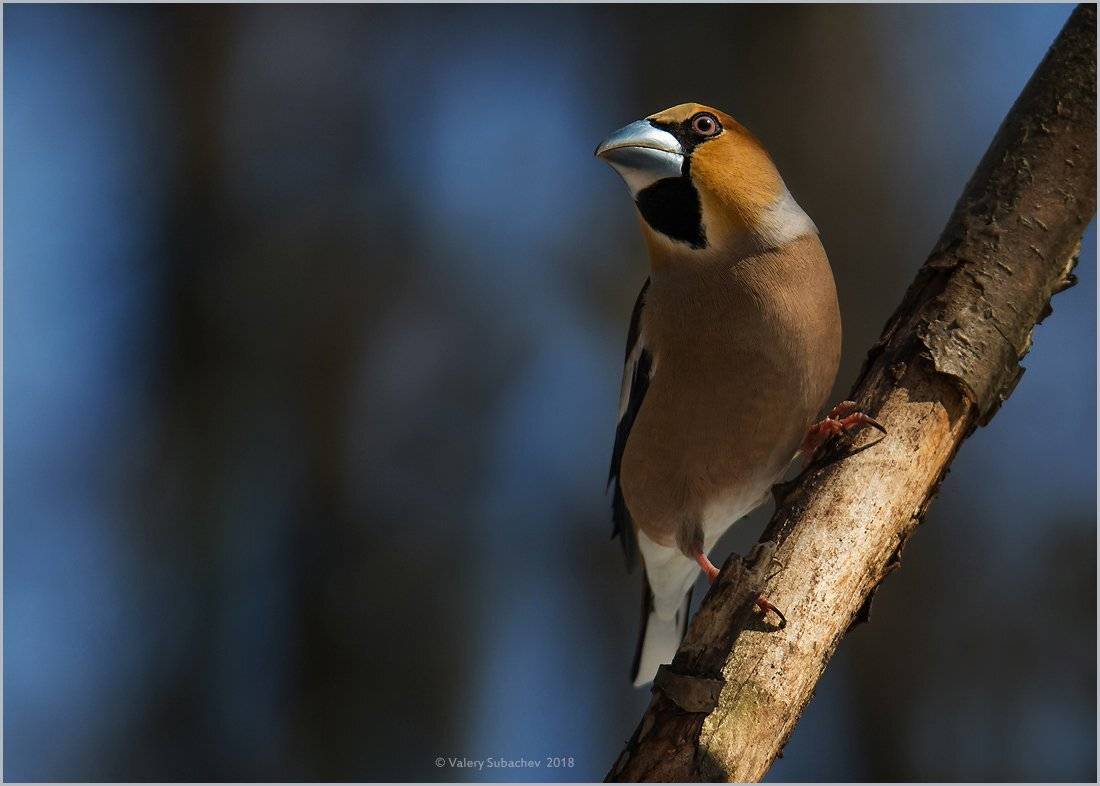 , Валерий Субачев