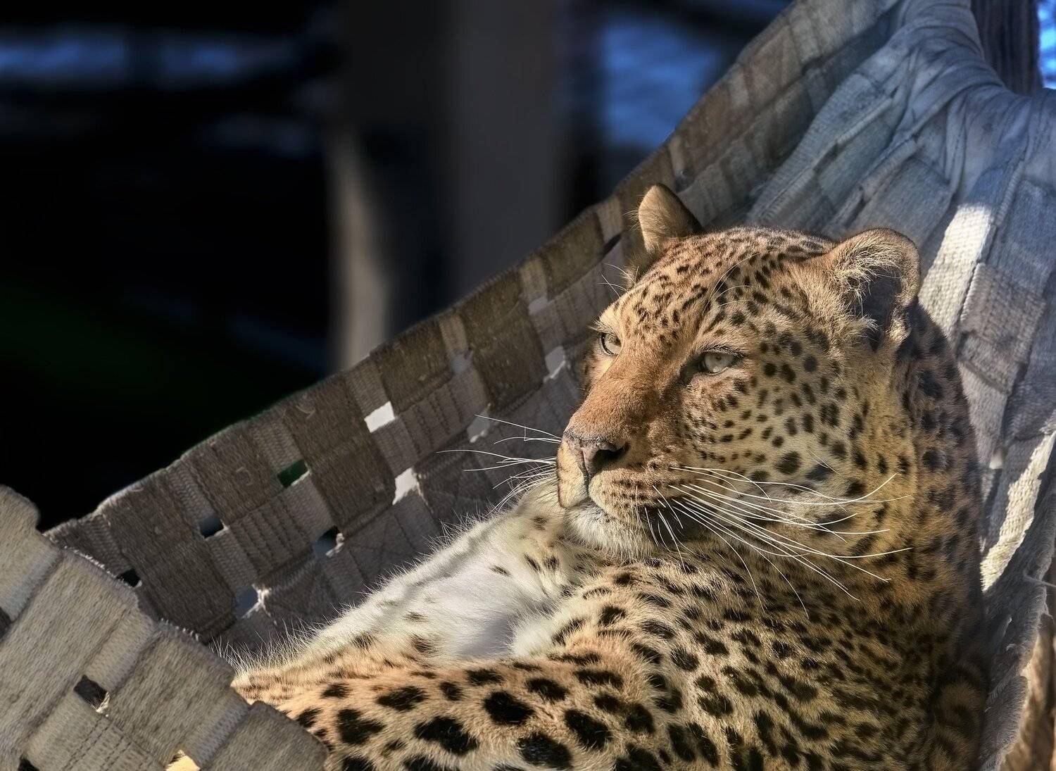 леопард, Олег Богданов