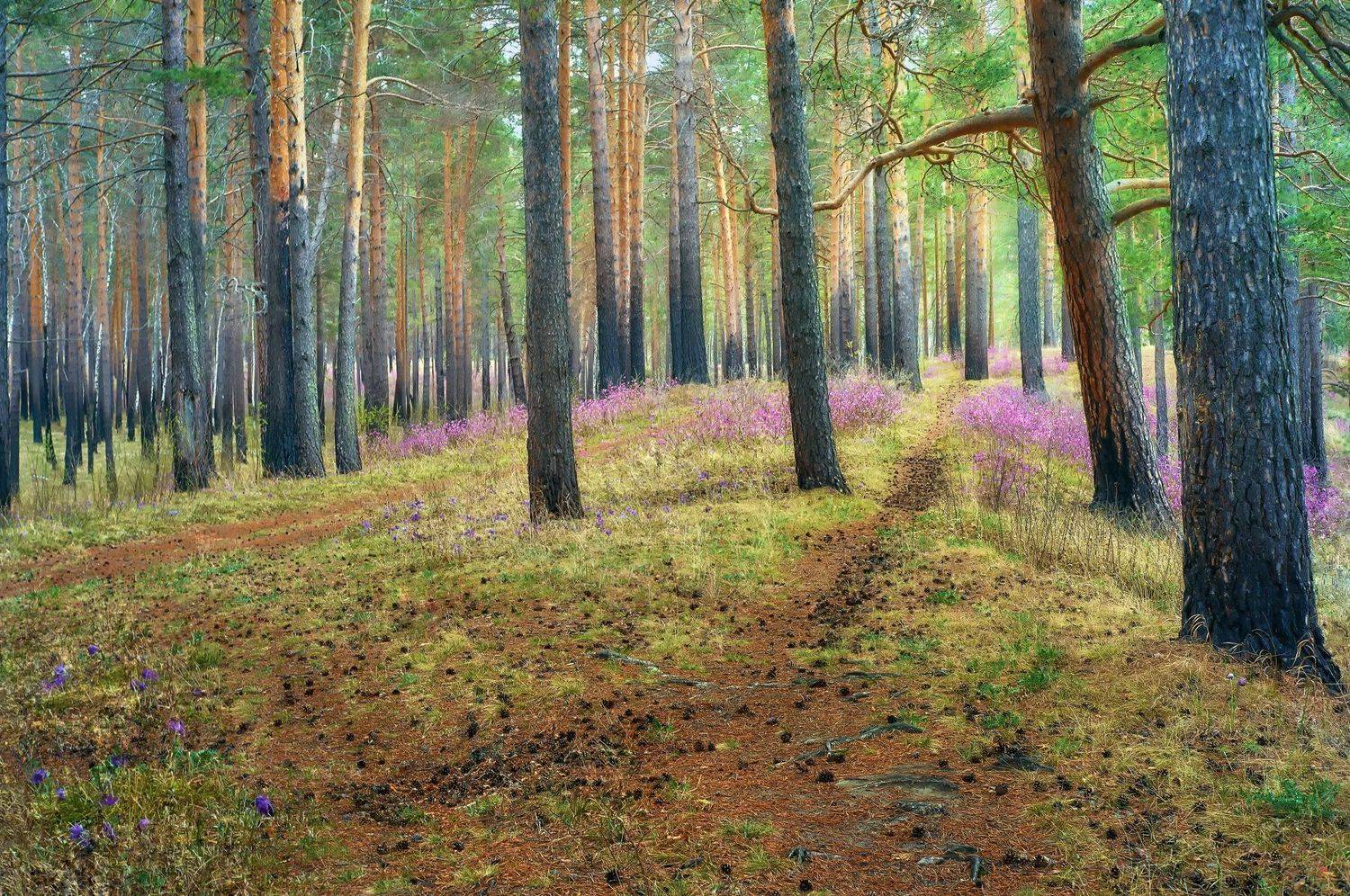 весенний лес,сосны,рододендрон,сон трава,багульник,, Сергей