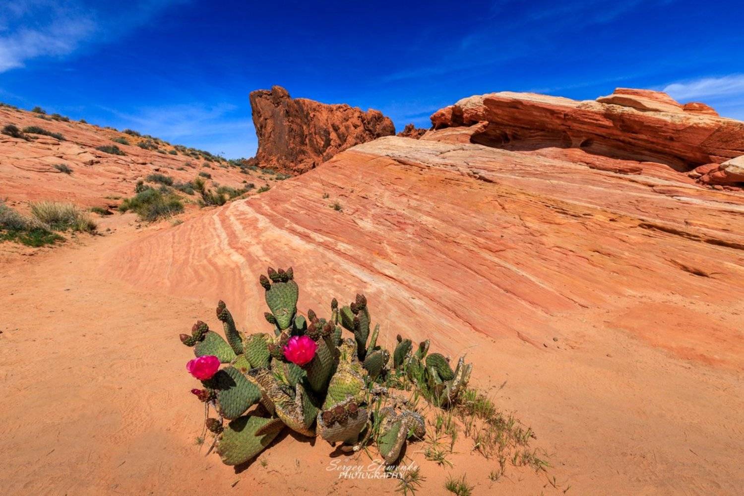 nevada, landscape, red, cactus, Sergei Efimenko